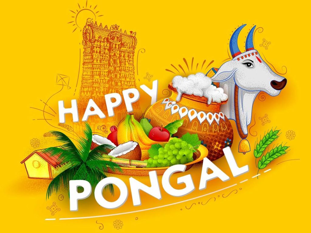 Why is Pongal Festival celebrated?